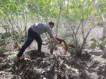 آبیاری و آفت کشی باغات و فضای سبز دانشکده با همیاری شرکت آبفای شهرستان جاجرم . چهارشنبه ۳۰ فروردین۱۴۰۲  4